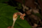 Oneflowered broomrape