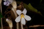 Oneflowered broomrape