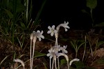 Oneflowered broomrape