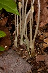 Oneflowered broomrape