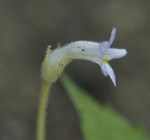 Oneflowered broomrape