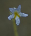 Oneflowered broomrape