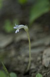 Oneflowered broomrape