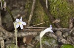 Oneflowered broomrape