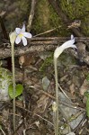 Oneflowered broomrape