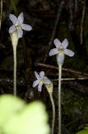 Oneflowered broomrape