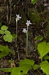 Oneflowered broomrape