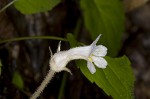 Oneflowered broomrape