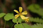 Great yellow woodsorrel