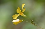 Great yellow woodsorrel