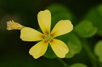 Great yellow woodsorrel