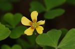 Great yellow woodsorrel