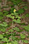 Great yellow woodsorrel