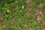 Great yellow woodsorrel