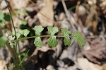 Butterweed