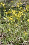 Butterweed