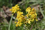 Butterweed