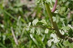 Butterweed