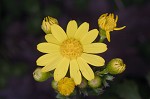 Butterweed