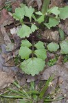 Butterweed