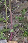 Butterweed