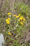 Hairy groundsel