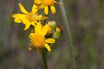 Hairy groundsel