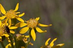 Hairy groundsel