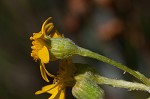 Hairy groundsel