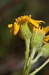 Hairy groundsel