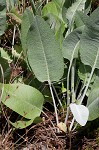 Hairy groundsel