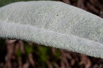 Hairy groundsel