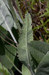 Hairy groundsel