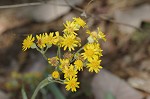 Hairy groundsel