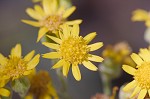 Hairy groundsel