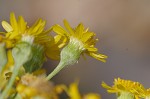 Hairy groundsel