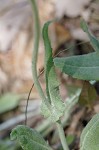 Hairy groundsel