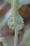 Hairy groundsel