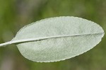 Hairy groundsel