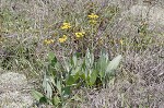 Hairy groundsel