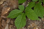 American ginseng