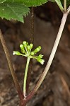 American ginseng