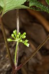 American ginseng