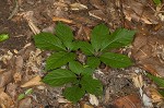 American ginseng