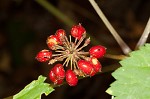 American ginseng