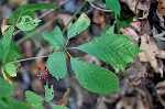 American ginseng