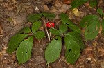 American ginseng