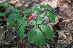 American ginseng