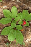 American ginseng