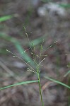 Warty panicgrass